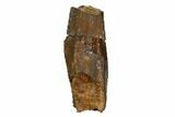 Hadrosaur (Lambeosaurus?) Tooth - Judith River Formation #183583-1